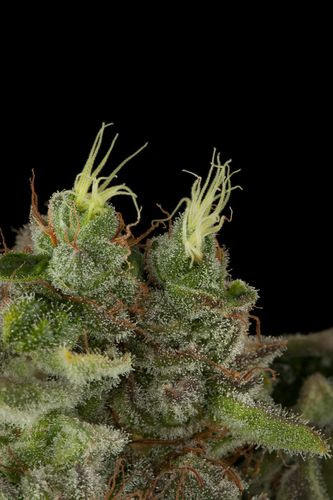 Bubba Kush - DINAFEM | TanieSianie.pl