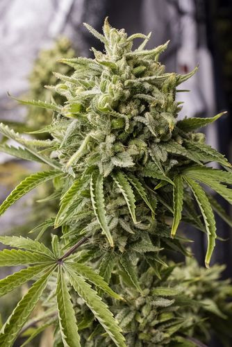 Bubba Kush Auto - DINAFEM | TanieSianie.pl
