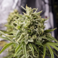 Bubba Kush Auto - DINAFEM
