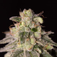 Shark Shock CBD - DINAFEM | TanieSianie.pl