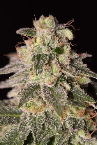 Shark Shock CBD - DINAFEM | TanieSianie.pl