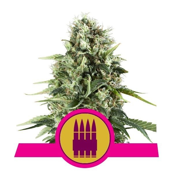 Royal AK - ROYAL QUEEN SEEDS | TanieSianie.pl