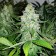 Royal AK - ROYAL QUEEN SEEDS | TanieSianie.pl