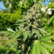 Royal AK - ROYAL QUEEN SEEDS | TanieSianie.pl
