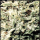 White Rhino - GREEN HOUSE SEEDS | TanieSianie.pl