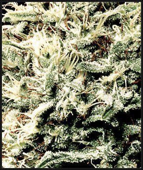 White Rhino - GREEN HOUSE SEEDS | TanieSianie.pl