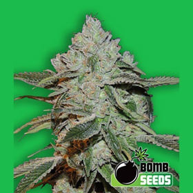 Atomic - BOMB SEEDS | TanieSianie.pl