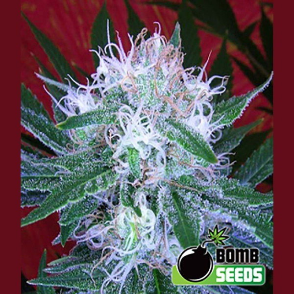 Auto Bomb - BOMB SEEDS | TanieSianie.pl