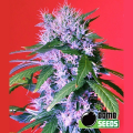 Berry Bomb - BOMB SEEDS