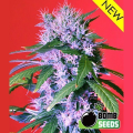 Berry Bomb Auto - BOMB SEEDS