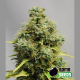 Big Bomb - BOMB SEEDS | TanieSianie.pl