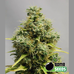 Big Bomb - BOMB SEEDS | TanieSianie.pl