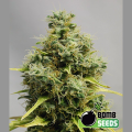 Big Bomb - BOMB SEEDS