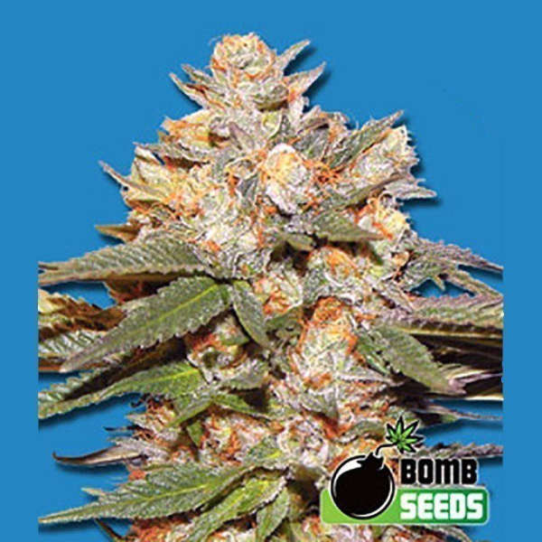 Big Bomb Auto - BOMB SEEDS | TanieSianie.pl