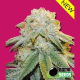 Bubble Bomb - BOMB SEEDS | TanieSianie.pl