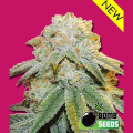 Bubble Bomb - BOMB SEEDS
