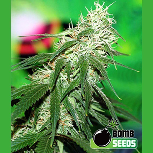 Buzz Bomb - BOMB SEEDS | TanieSianie.pl
