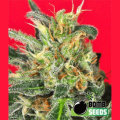 Cheese Bomb - BOMB SEEDS