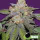 Cherry Bomb Auto - BOMB SEEDS | TanieSianie.pl