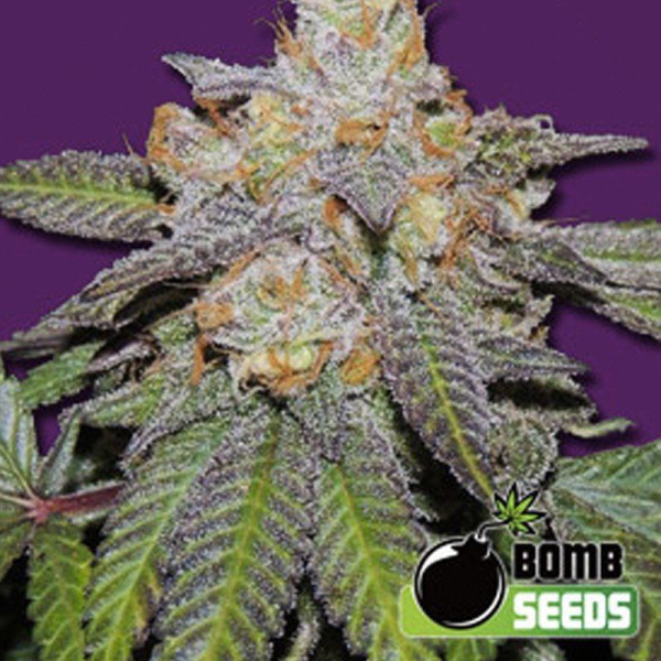 Cherry Bomb Auto - BOMB SEEDS | TanieSianie.pl