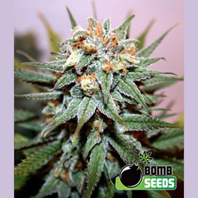 Hash Bomb - BOMB SEEDS | TanieSianie.pl