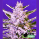 Ice Bomb - BOMB SEEDS | TanieSianie.pl
