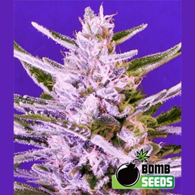 Ice Bomb - BOMB SEEDS | TanieSianie.pl