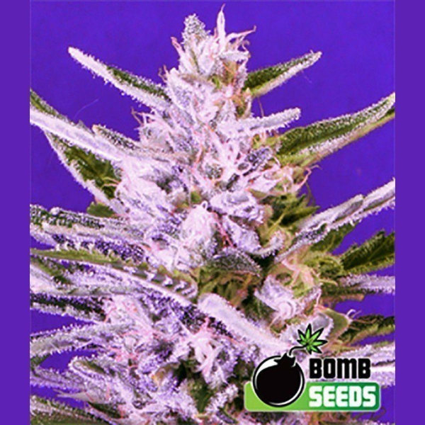 Ice Bomb - BOMB SEEDS | TanieSianie.pl