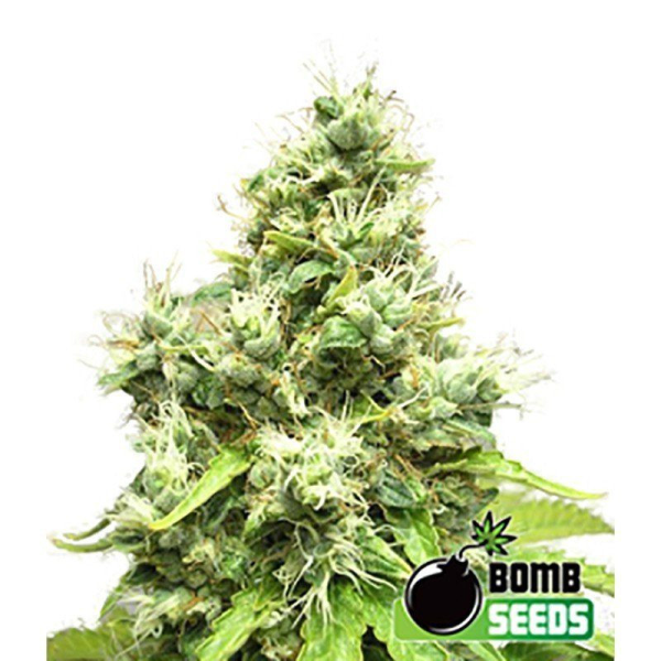 Medi Bomb 1 - BOMB SEEDS | TanieSianie.pl
