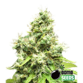 Medi Bomb 1 - BOMB SEEDS