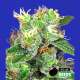 Medi Bomb 2 - BOMB SEEDS | TanieSianie.pl