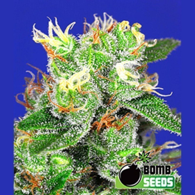 Medi Bomb 2 - BOMB SEEDS | TanieSianie.pl