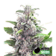 THC Bomb - BOMB SEEDS | TanieSianie.pl