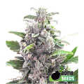 THC Bomb - BOMB SEEDS