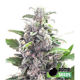 THC Bomb Auto - BOMB SEEDS | TanieSianie.pl