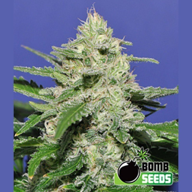 Widow Bomb - BOMB SEEDS | TanieSianie.pl