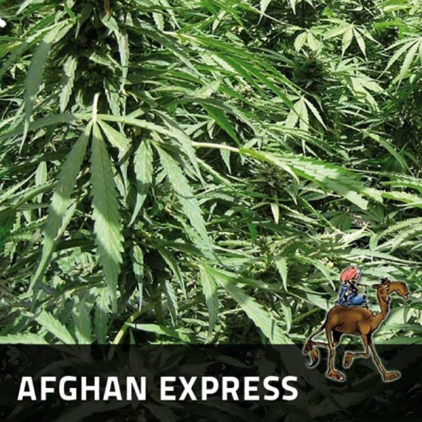 Afghan Express - POSITRONICS | TanieSianie.pl