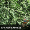 Afghan Express - POSITRONICS