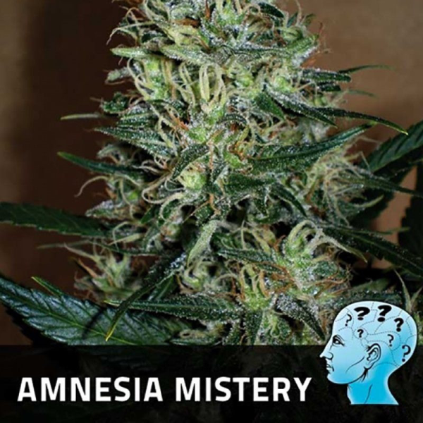 Amnesia Mistery - POSITRONICS | TanieSianie.pl