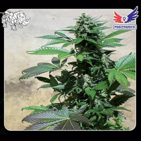 Blue Rhino - POSITRONICS | TanieSianie.pl