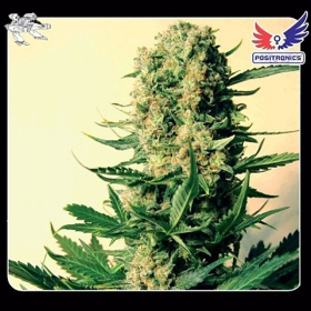 Critical 47 - POSITRONICS | TanieSianie.pl