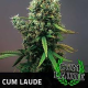 Cum Laude - POSITRONICS | TanieSianie.pl