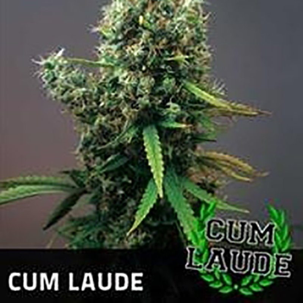 Cum Laude - POSITRONICS | TanieSianie.pl