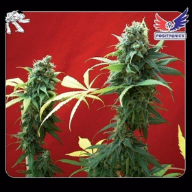Jack Diesel - POSITRONICS | TanieSianie.pl
