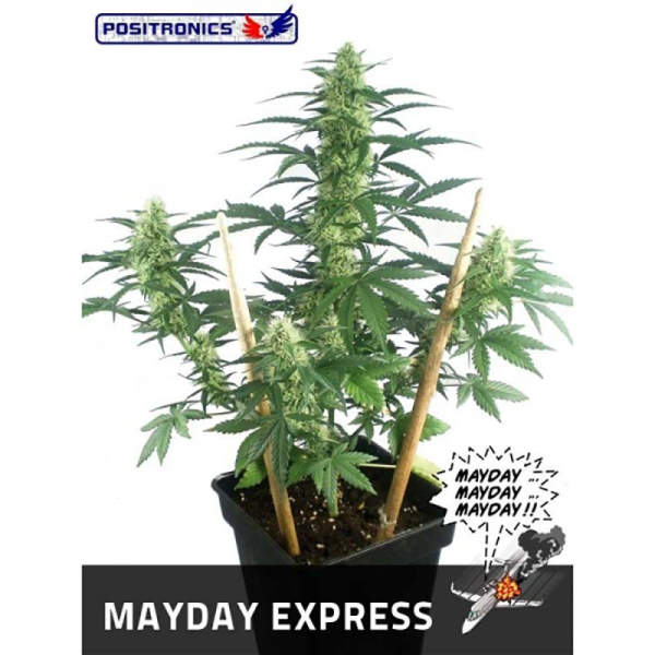 May Day Express - POSITRONICS | TanieSianie.pl