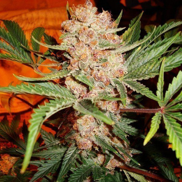 Bubblelicious Auto - NIRVANA | TanieSianie.pl