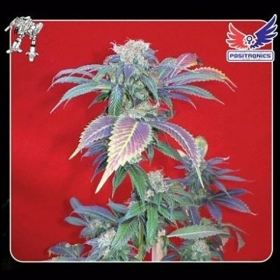 Purple Haze - POSITRONICS | TanieSianie.pl