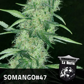 Somango 47 - POSITRONICS | TanieSianie.pl