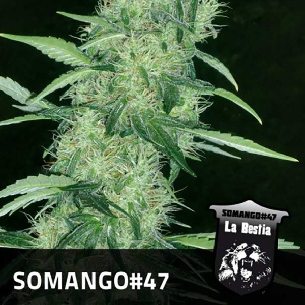 Somango 47 - POSITRONICS | TanieSianie.pl