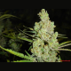 1024 - MEDICAL SEEDS | TanieSianie.pl